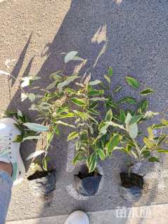 高度35厘米胡颓子