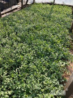 高度45厘米花叶蔓长春