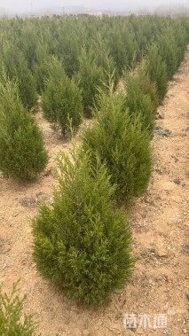 高度60厘米塔柏