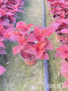 高度35厘米彩叶草