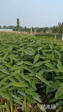 高度30厘米再力花