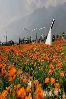 高度30厘米百日草