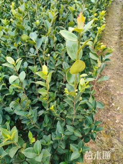 高度40厘米油茶小苗