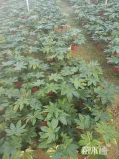 高度30厘米八角金盘