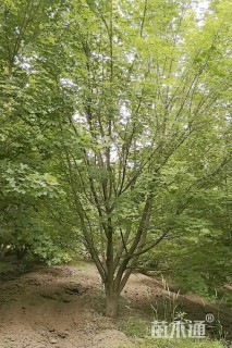 高度600厘米丛生元宝枫
