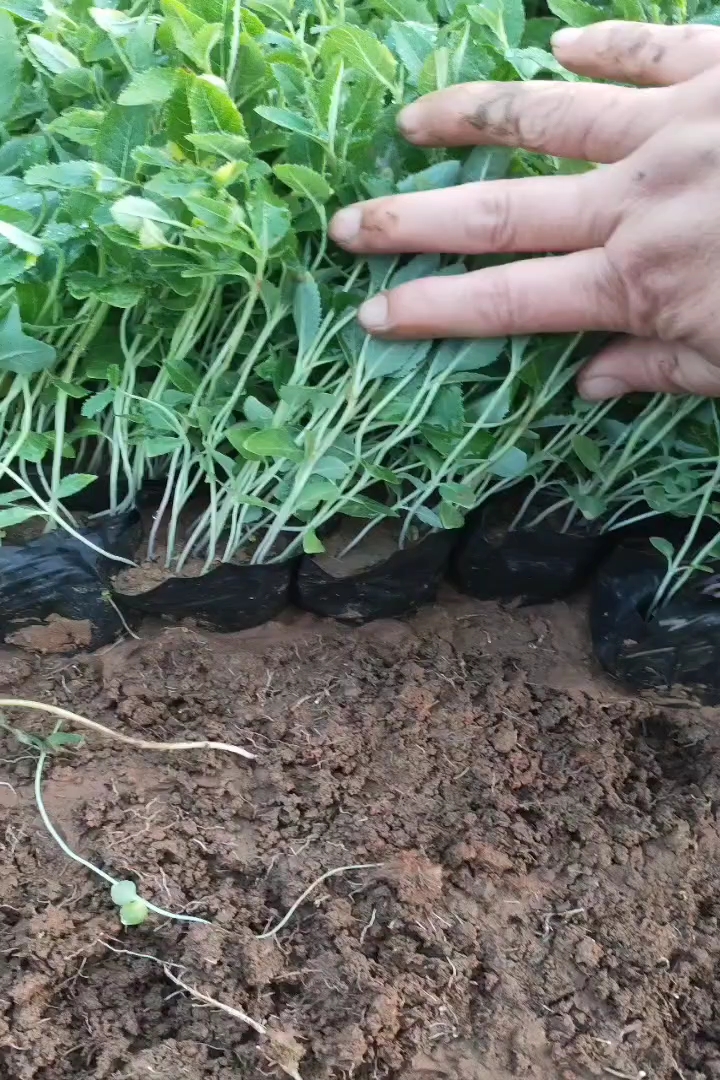 高度10厘米桔梗