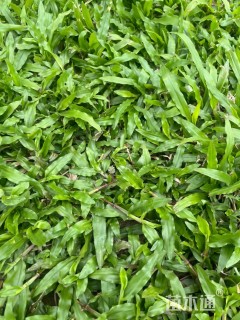 大叶油草