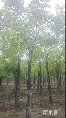 10公分香花槐