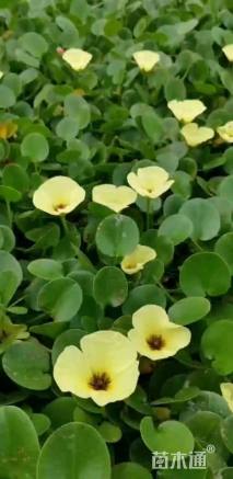 高度30厘米水罂粟