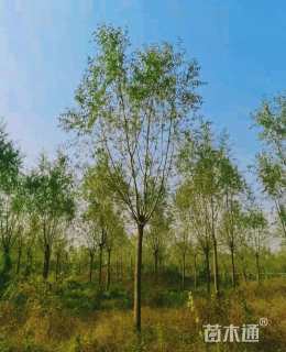 10公分柳树