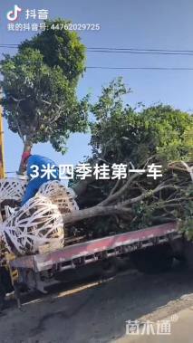 12公分四季桂