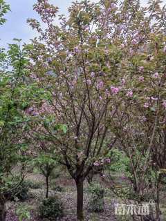 15公分日本晚樱