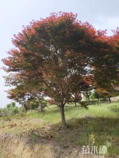 20公分中国红枫