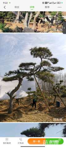 高度150厘米油松