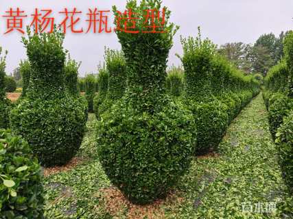 高度220厘米大叶黄杨