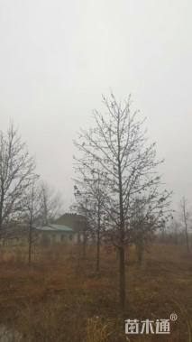 10公分北美枫香