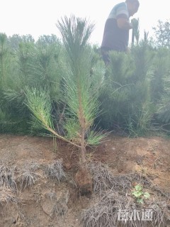 高度1厘米油松小苗