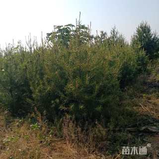 高度150厘米白皮松