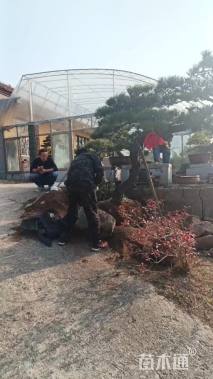 24公分造型油松