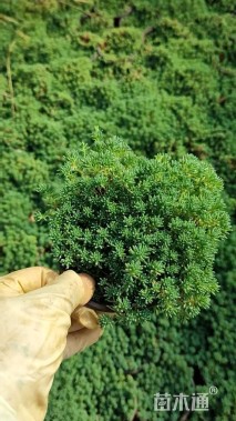 高度10厘米中华景天