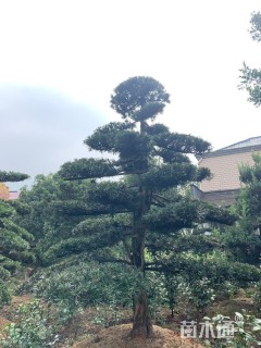 15公分罗汉松