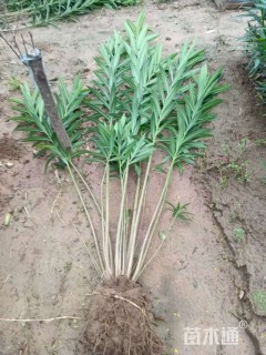 高度120厘米夹竹桃