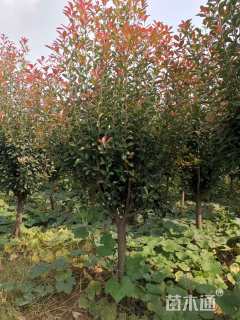 10公分红叶石楠