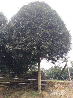 18公分桂花