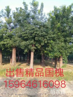 30公分国槐