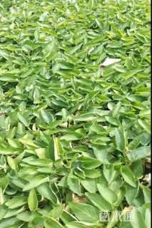 高度25厘米紫花地丁