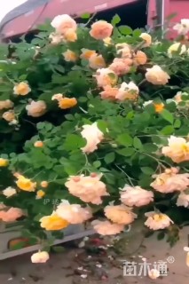 150厘米藤本月季