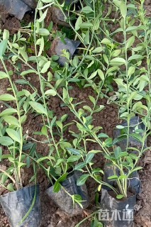 30厘米扶芳藤