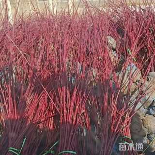 高度50厘米红瑞木