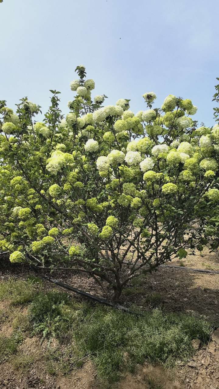 高度300厘米木绣球