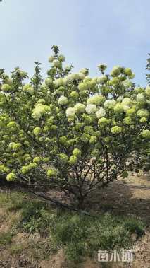 高度300厘米木绣球