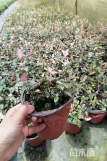 10厘米花叶络石