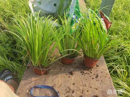 高度25厘米金叶石菖蒲