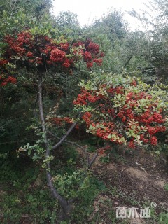 高度2厘米火棘桩景
