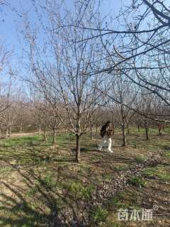 14公分绚丽海棠