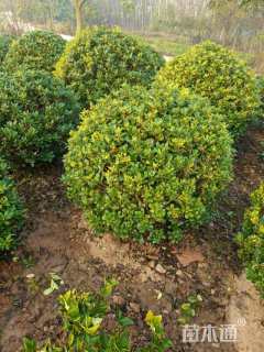 冠幅100厘米海桐球