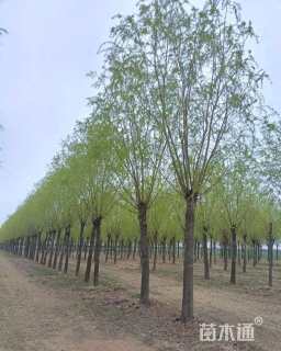 18公分柳树