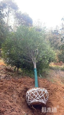 12公分高杆红叶石楠