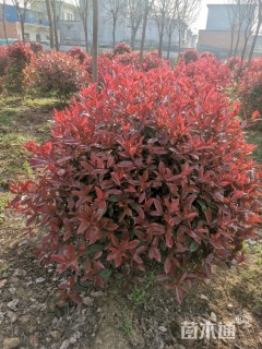 冠幅150厘米石楠球