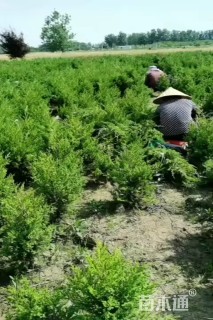 高度35厘米蜀桧