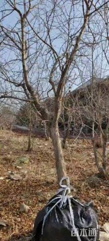 高度195厘米突尼斯软籽石榴