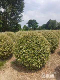 冠幅180厘米金边胡颓子球