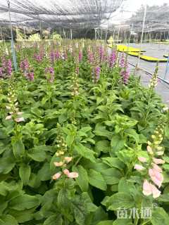 高度30厘米毛地黄