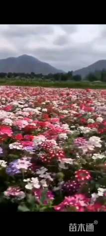 长夏石竹种子地被石竹种子