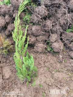 高度80厘米龙柏