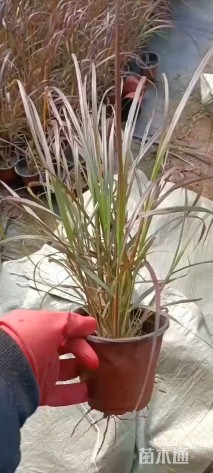 高度40厘米紫叶狼尾草